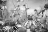 preview bw