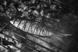 preview bw