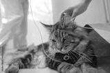 preview bw