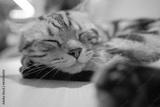 preview bw