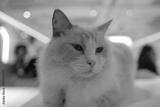 preview bw