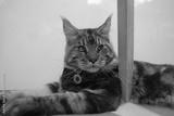 preview bw