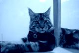 preview cold