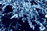 preview cold