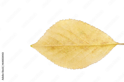 image to crop