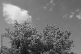 preview bw