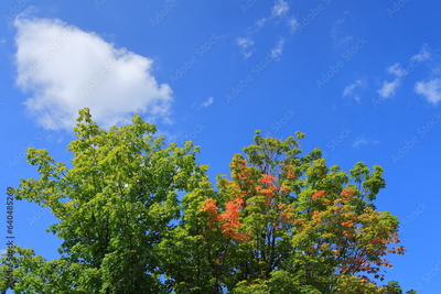 image to crop