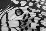 preview bw