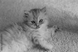 preview bw