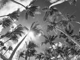 preview bw
