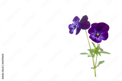 image to crop