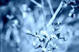 preview cold