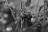 preview bw