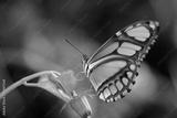 preview bw