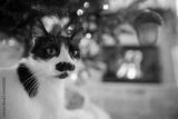 preview bw