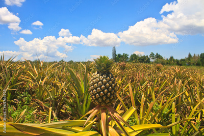 image to crop