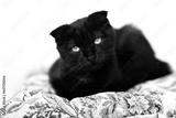 preview bw
