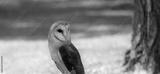 preview bw