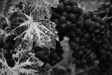 preview bw