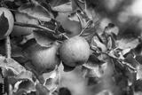 preview bw