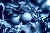 preview cold