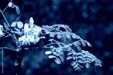 preview cold