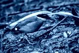 preview cold