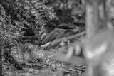 preview bw
