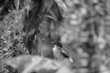 preview bw