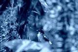 preview cold