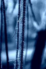 preview cold