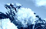 preview cold