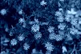 preview cold