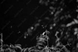 preview bw