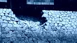 preview cold