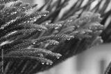 preview bw