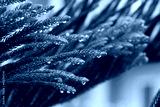 preview cold
