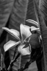 preview bw