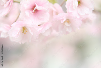 image to crop