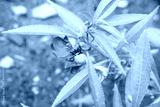 preview cold