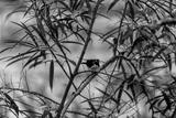 preview bw