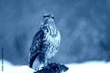 preview cold