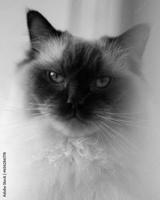 preview bw