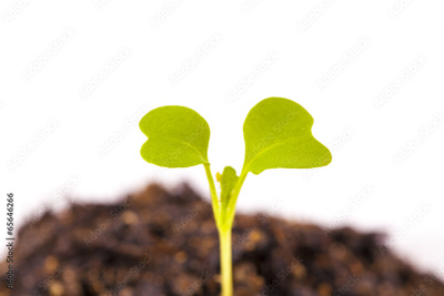 image to crop