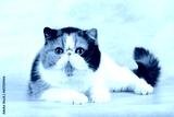 preview cold