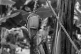 preview bw