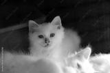 preview bw