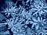preview cold