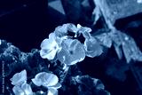 preview cold