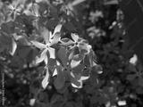 preview bw